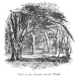 Ansicht im Queens Bower Wood